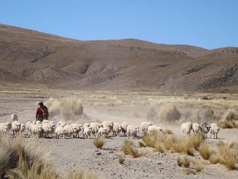 obrajes shepherd